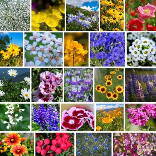 Mountain Valley Seed Co Pacific Northwest Wildflower Seeds - 1 Lb | ~640,000 + Non-GMO Seed - 25 Varieties Including Poppy, Larkspur, Daisy & More - Pollinator Mix for Planting Outdoors