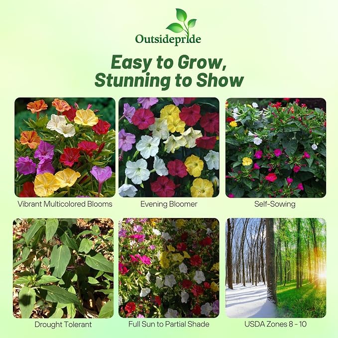 Outsidepride Mixed Four O'clock Flower Seeds - 1 lb Perennial Fragrant, Trumpet-Shaped Blooms, Deer-Proof & Easy to Grow, for Pollinator & Evening Gardens, Containers, Hedges, or Borders