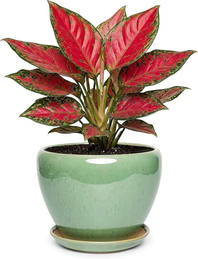 7.5 Inch Ceramic Plant Pot with Drainage Hole Mesh Net,Modern Gardening Pots for Indoor Plants with Saucer, Crackle Green
