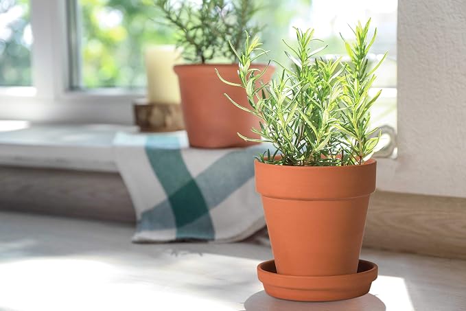 D'vine Dev Pack of 6 Terra Cotta Pots with Saucers, 5 Inch Clay Pots for Plants & Succulents, Terracotta