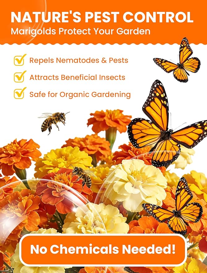 French Marigold Seeds - Heirloom Petite Tri-Color Mix - Vibrant Yellow/Orange Blooms - 5000+ Seeds for Outdoor Planting (Borders/Beds/Containers) - Quick Blooming, Companion Plant, Easy Grow