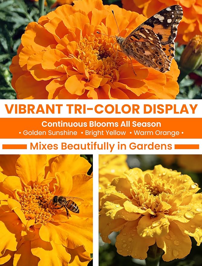 French Marigold Seeds - Heirloom Petite Tri-Color Mix - Vibrant Yellow/Orange Blooms - 5000+ Seeds for Outdoor Planting (Borders/Beds/Containers) - Quick Blooming, Companion Plant, Easy Grow