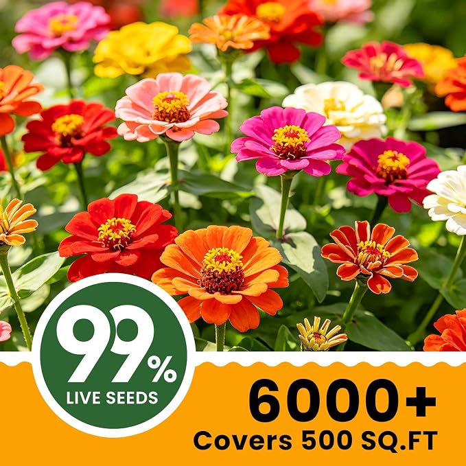 Dwarf Zinnia Seeds for 2026 Planting, 6000+ Flowers Seeds, 6 Vibrant Colors Mix & Large Bloom, Heirloom Wildflower Seeds for Pollinator Garden Outdoor Borders, Easy to Grow Annual Flowers