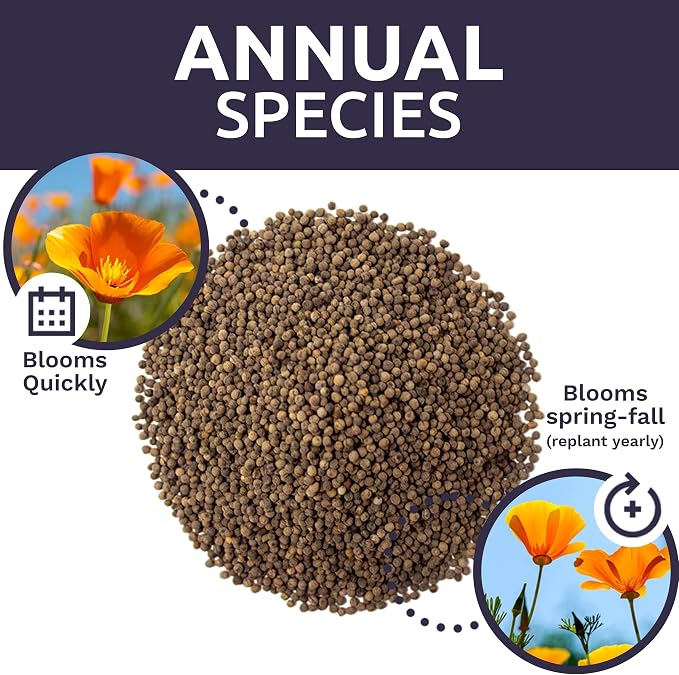 Bulk California Orange Poppy Wildflower Seeds - 5 Pounds - Over 1,600,000 Native Seeds - California State Flower!