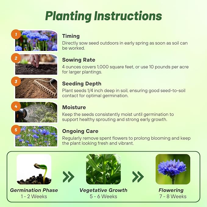 Outsidepride Blue Cornflower Seeds for Planting - 1/4 lb. Annual Bachelor's Button Flower Seeds for Cut Flower Gardens, Drought-Tolerant, Attracts Pollinators, Ideal for Borders & Bouquets