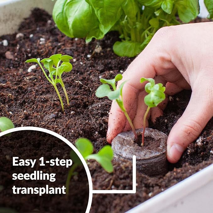 100 Count- Jiffy 36 MM Peat Soil Pellets Seeds Starting Plugs: Indoor Seed Starter- Start Planting Indoors for Transplanting to Garden or Planter Pot