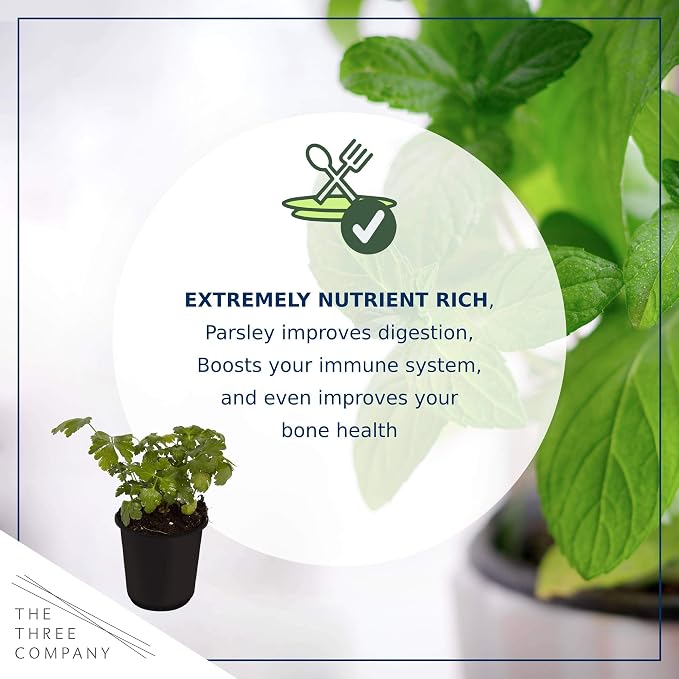 Live Herb - Parsley (4 Per Pack), Aromatic and Health Enhancer, Supports a Healthy Immune System, 8" Tall by 4" Wide