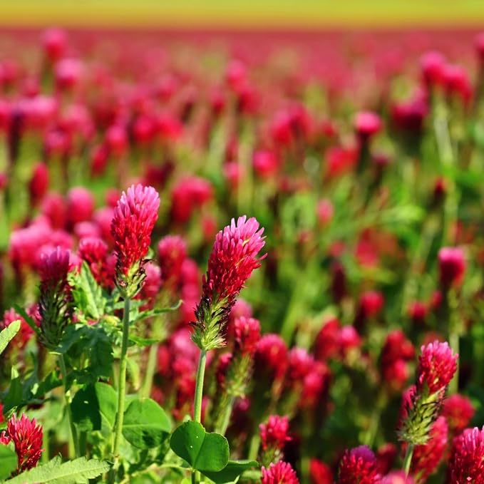 Mountain Valley Seed Co Crimson Clover 5 Lb Bulk (~232,000) for Cover Crops | Pasture, Hay, Wildlife Forage, Pollinator Attraction & Green Manure – Legume for Planting