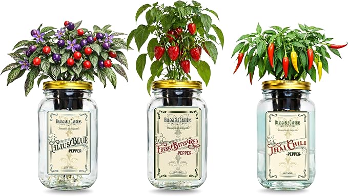 Micro Pepper Mason Jar Garden Kit (3 Pack) – Thai Chili, Filius Blue & Mini Red Bell Pepper – Indoor Hydroponic Pepper Grow Kit – Windowsill Vegetable Garden Starter Kit