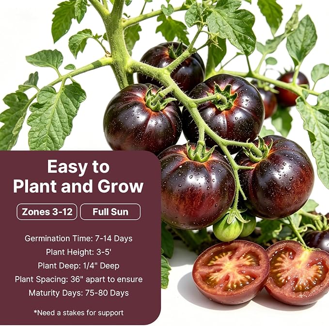 Groundio 100+ Cherokee Purple Tomato Seeds