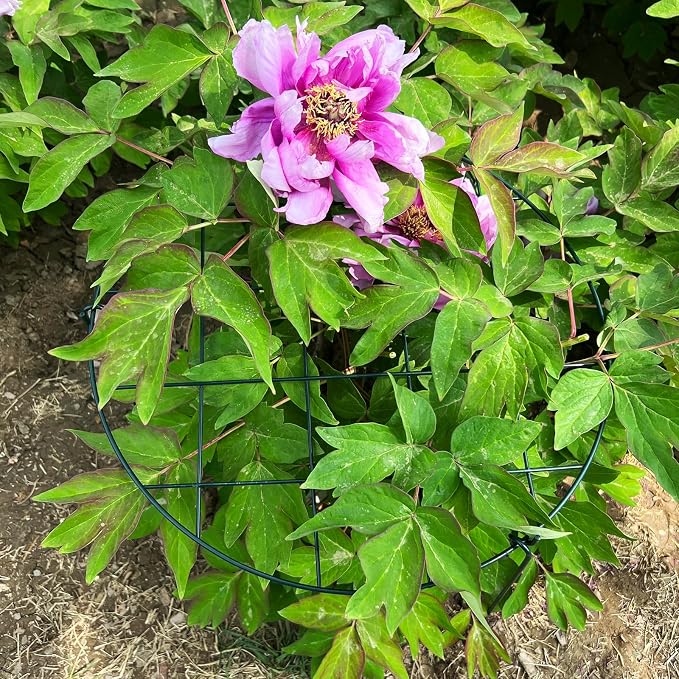 6 Pack Peony Cages and Supports 16 x 24 Inch Grow Through Plant Support Peony Support Ring for Outdoor Plants