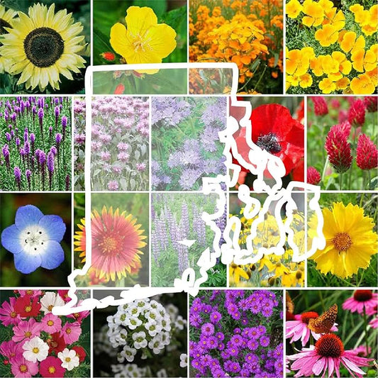 Eden Brothers Rhode Island Wildflower Mixed Seeds for Planting, 1 lb, 480,000+ Seeds with WallFlower, Sunflower | Attracts Pollinators, Plant in Spring or Fall, Zones