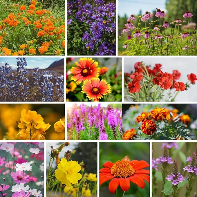 Mountain Valley Seed Co National Wildflower Seed Collection – Perennial Mix | Flower Seeds for Planting – Wildflowers (Save the Monarchs)