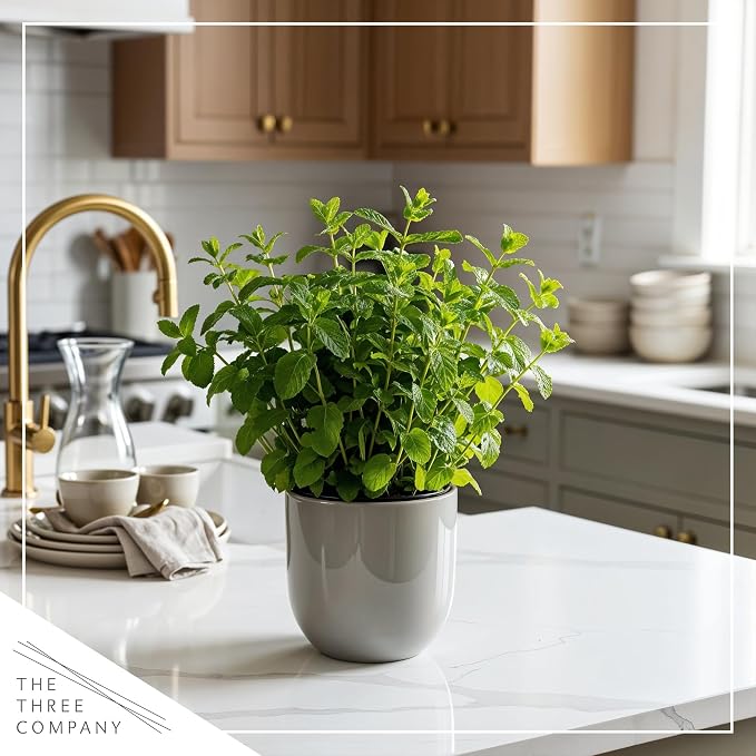 Live Herb - Mint (4 Per Pack), Aromatic and Health Enhancer, Naturally Improves Breathing and Air Quality, 8" Tall by 4" Wide