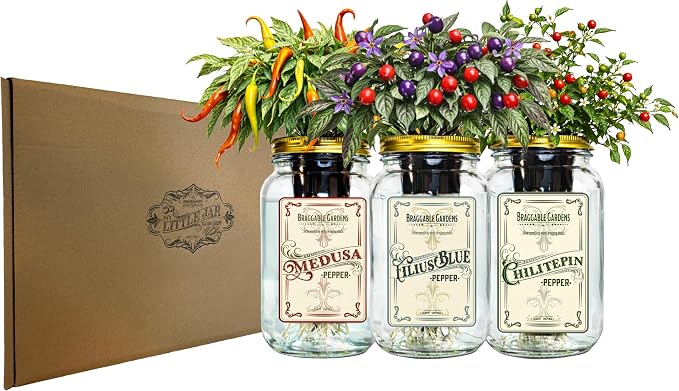Rare Pepper Mason Jar Garden Kit (3 Pack) – Medusa, Filius Blue & Chiltepin Peppers – Indoor Hydroponic Pepper Grow Kit – Unique Ornamental & Edible Pepper Plants for Windowsill Gardening