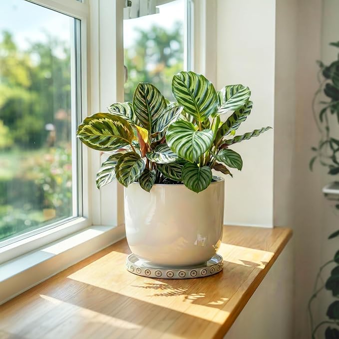 Eightpot Ceramic Plant Saucer, 5.6 Inch Plant Trays for Pots Indoor Outdoors, Round Plant Water Catcher Tray, Boho Plants Plates to Catch Water, Decorative Plants Dishes to Catch Water, Cream White