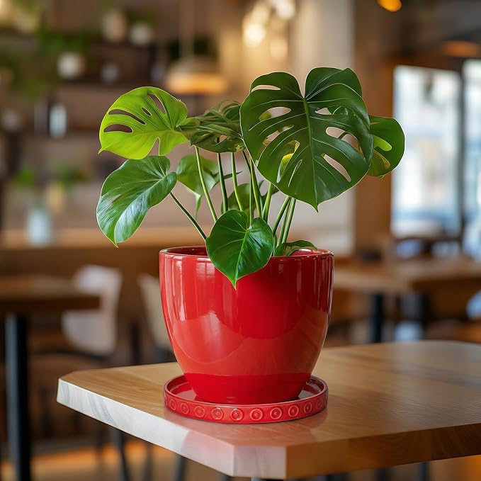 Eightpot Plant Water Catcher Tray, Ceramic Plant Saucer, 7.5 Inch Plant Pot Saucers for Indoor Outdoors, Round Plants Plates to Catch Water, Modern Decorative Plants Dishes to Catch Water, Red