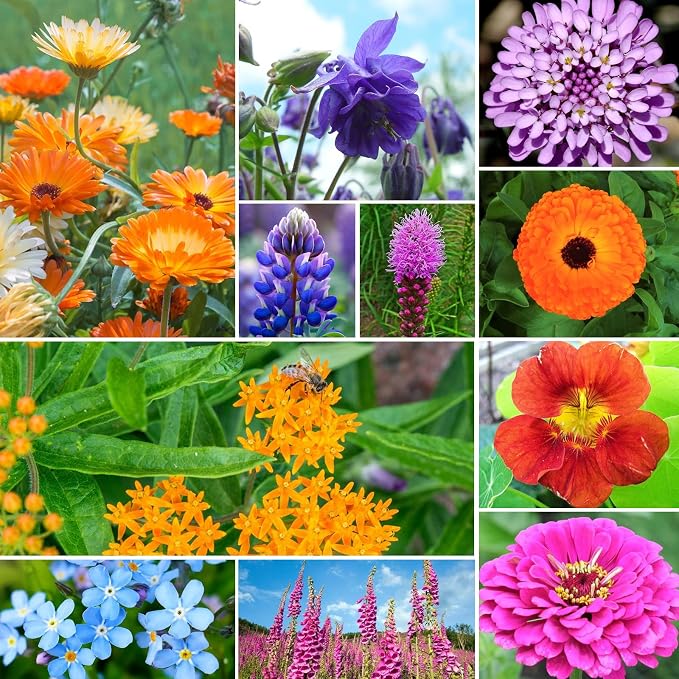 Groundio 25,000+ Wildflower Seeds Mix 1 Oz, 24 Varieties Perennial & Annual Seeds for Hummingbirds and Butterflies, High Germination Flower Seeds Throw and Grow to Plant Outside, No Filler