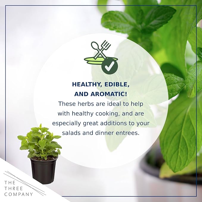 Live Herb - Lemon Balm (4 Per Pack), Aromatic and Health Enhancer, Naturally Reduces Stress and Improves Air Quality, 8" Tall by 4" Wide