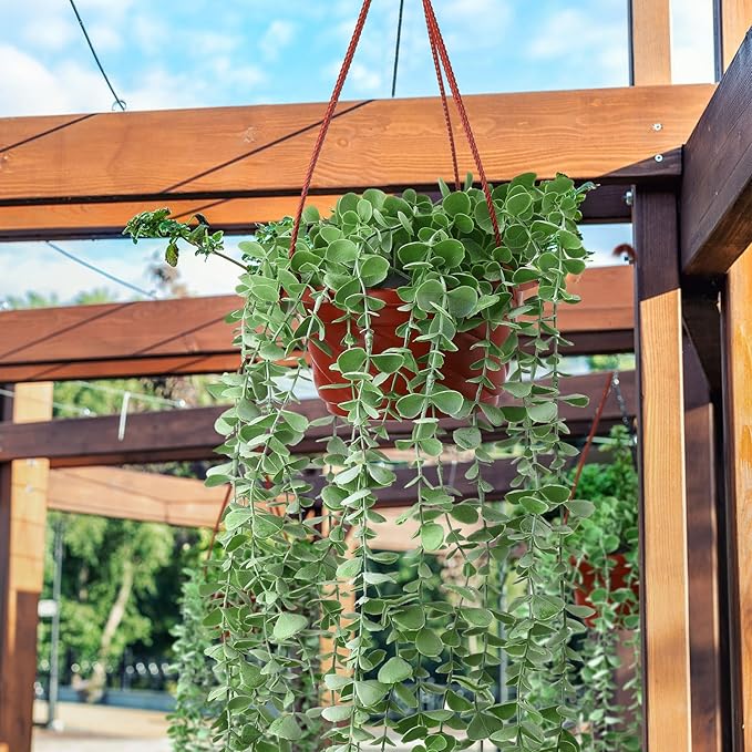Tioncy 50 Pcs Plastic Hanging Planter Round Hanging Pot for Plants Containers with Hook Flower Plant Pots Holders for Outdoor Indoor Plant Balcony Garden Decor(Coffee,6.7inch)