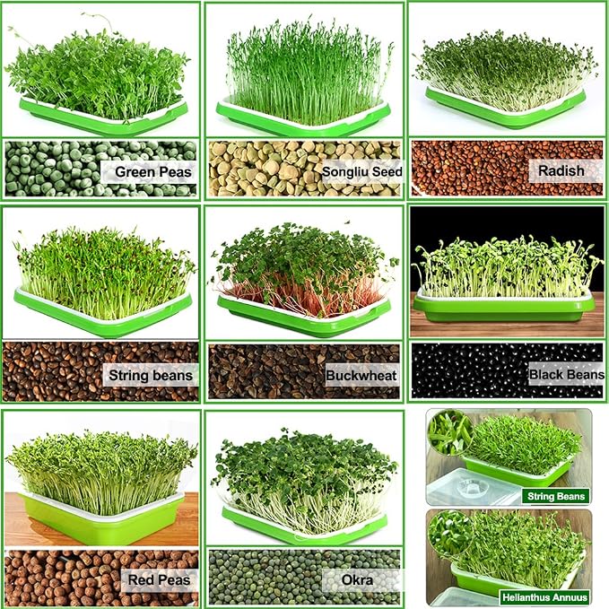 Seed Sprouter Tray with Lid BPA Free PP Sprouting Kit for Beans, Wheatgrass | Food-Grade PP, Soil-Free Large Capacity, Drainage Sprouting Kit for Mung Beans, Microgreens & Hydroponic Growing