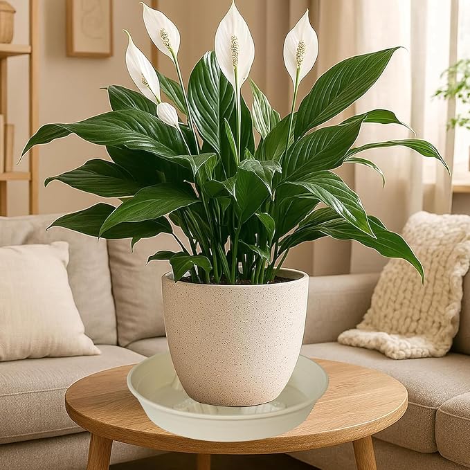 4 Pack Plant Saucer 8 inch, 10 12 14 17 inch, Plant Stand Plastic Plant Saucers for Indoors Outdoor, Heavy Duty Flower Planter Drip Trays for Pots, Pot Saucers for Plants, Grow Bags Saucers