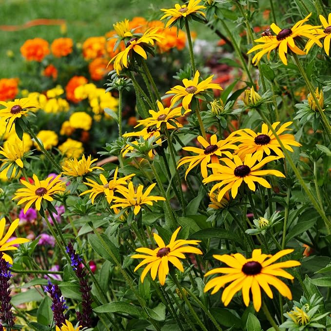 Mountain Valley Seed Co Wildflower Seeds Bulk - Meadow Wildflower Seed Mix | 5 Lbs Bulk, Annual & Perennial Wildflowers Seeds for Planting, Wildflower & Grass Garden Mixture