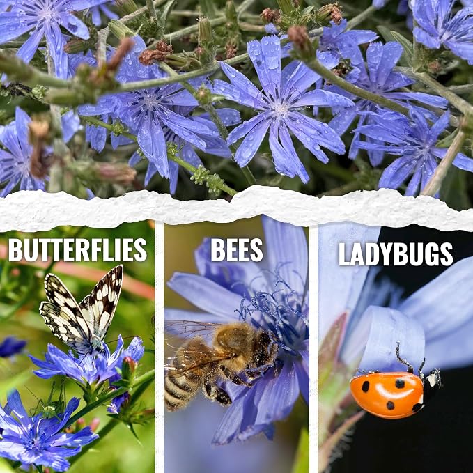 Seed Needs Italian Dandelion Chicory Herb Seeds 30,000 Seeds Bulk Pack