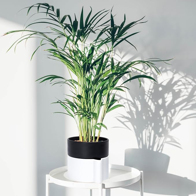 8 Inch Self-Watering Planter Pot with Terracotta Insert, Deep Water Reservoir, and Ceramic-Alike BPA-Free Plastic Planter Pot for Plant, Modern Planter for Houseplants, White/Black, 53-B-T-4