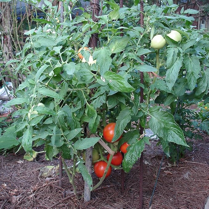 Bonnie Plants Bush Goliath Tomato, Live Plant, 19.3 oz., 4-Pack