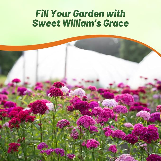 Outsidepride Sweet William Dianthus Seeds - 5000 Pcs. Perennial, Winter Hardy Wildflower Seeds w/Fragrant & Vibrant Blooms, Ideal for Pollinator Gardens, Cut Flowers & Colorful Landscaping