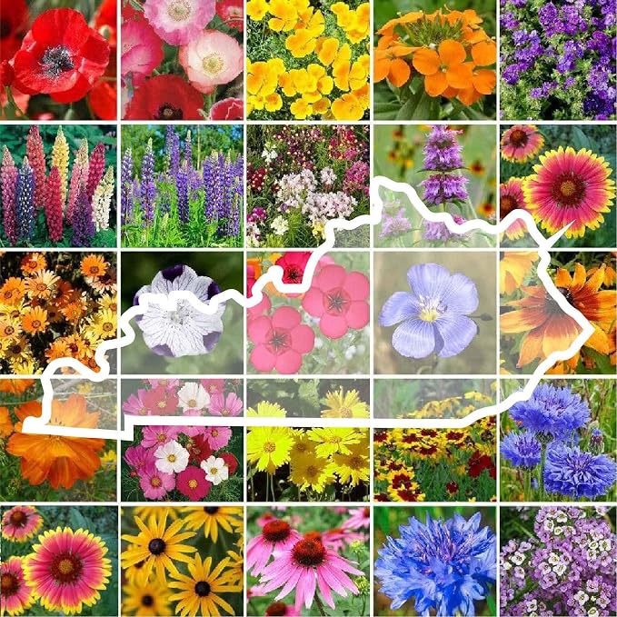 Eden Brothers Kentucky Wildflower Mixed Seeds for Planting, 1/4 lb, 120,000+ Seeds with Black Eyed Susan, Cosmos | Attracts Pollinators, Plant in Spring or Fall, Zones