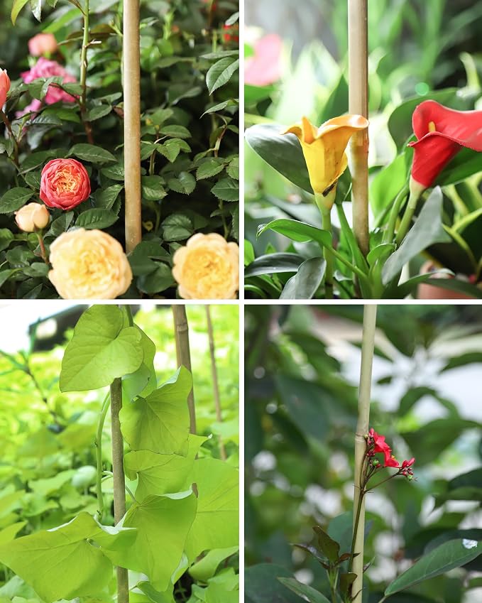 Natural Bamboo Plant Stake (Approx 8ft 10pcs 1") Sturdy Bamboo Poles, Durable Plant Bamboo Stake, Garden Climbing Plant Bracket.