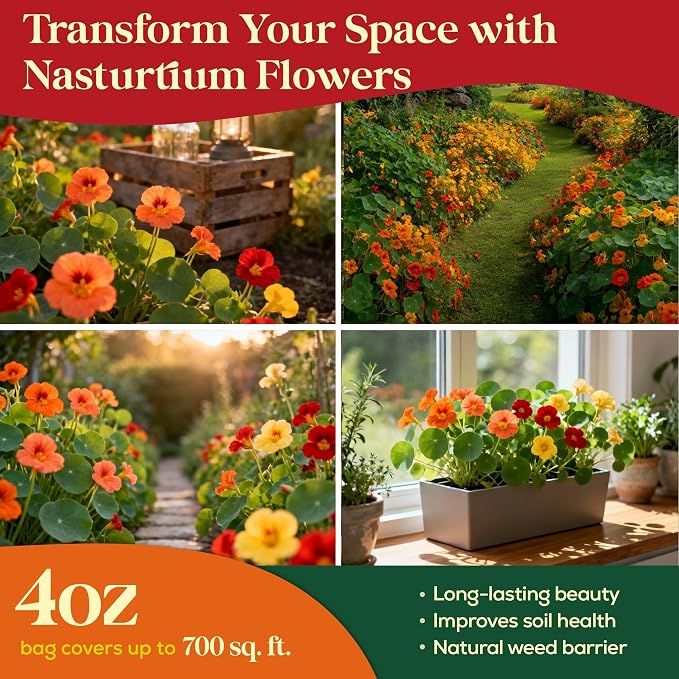 Seedphony Nasturtium Seeds Pack 4 oz - 700 Non-GMO Heirloom Nasturtium Seeds for Planting, Perennial Flowers in Waterproof Seed Packet, Wildflower Seeds for Planting Garden Indoor & Outdoor Gardening