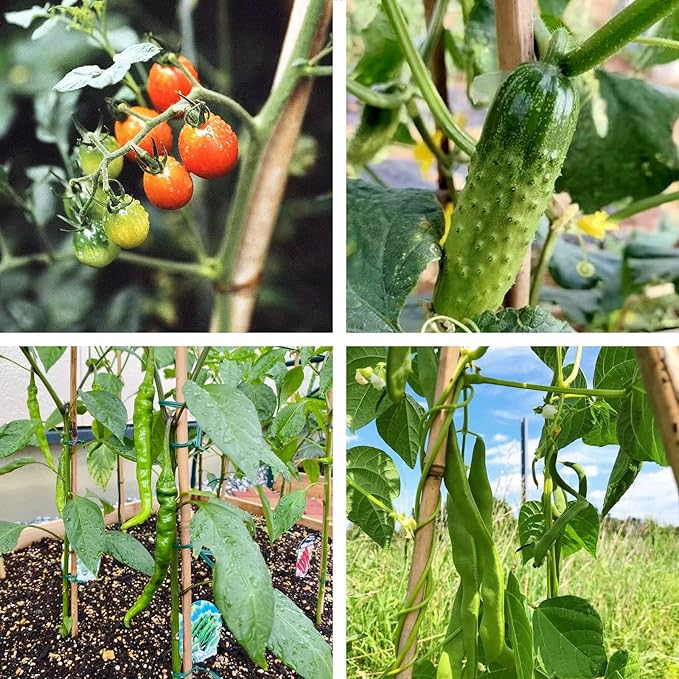 COLOtime Bamboo Stakes 6FT Garden Stakes Plant Stakes for Outdoor Climbing Plants Poles Support Mini Tree Vines Pole Beans Cucumber 20 Pack