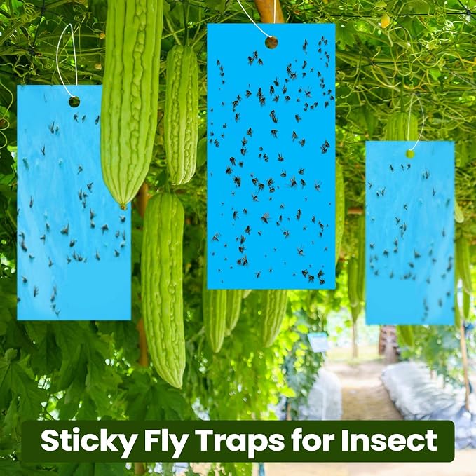 Qualirey 100 Pcs 7.87 x 3.9 Inch Blue Sticky Traps for Thrips Double Sided Sticky Trap for Gnats Plant,Thrips, Aphids, and Black Flies with Twist Ties,Indoor and Outdoor