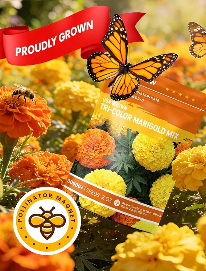 Tri-Color Marigold Seeds Bulk - 30,000+ Heirloom Flower Seeds for Planting Outdoors, 2oz Dwarf French Marigolds, Pollinator Magnet with High Germination, Quick Blooming