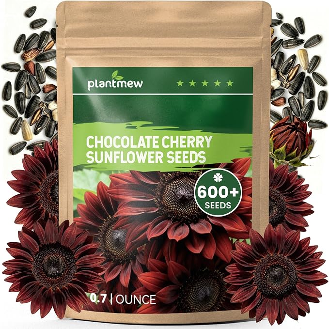 600+ Sunflower Seeds for Planting – Chocolate Cherry Sunflower Seeds, Deep Red Blooms Ornamental Variety, Open Pollinated, Easy to Grow Flower Seeds for Garden, Outdoor Planting & Landscaping 0.7 Oz