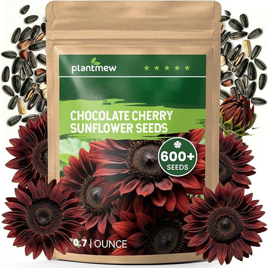 600+ Sunflower Seeds for Planting – Chocolate Cherry Sunflower Seeds, Deep Red Blooms Ornamental Variety, Open Pollinated, Easy to Grow Flower Seeds for Garden, Outdoor Planting & Landscaping 0.7 Oz