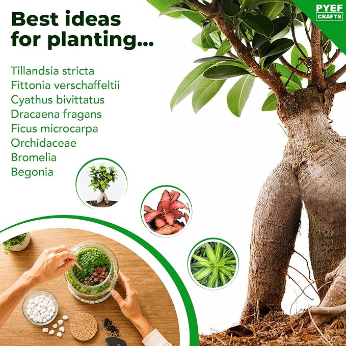 Terrarium Kit for Plants DIY (1 Gallon) | Starter Pack – Closed Ecosystem – 1 Gal Glass – Succulents, Air Plants, Bonsai, Indoor Plants – (Plants Not Included)