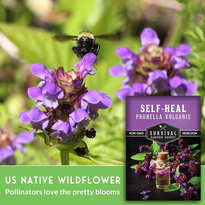 Self-Heal Seeds for Planting - Prunella Vulgaris (All-Heal, Selfheal) Hardy Perennial Ground Cover & Pollinator Wildflower, Non-GMO Heirloom Herb - Survival Garden Seeds (5 Packs)