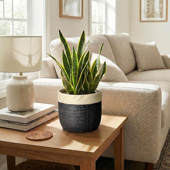 8 Inch Planter - Ceramic Pots for Plants with Drainage Hole and Plug, Round Unique Flower Pots for Indoor Plants, Boho Decorative Plant Pot, Apartment Decor, Gardening Gifts for Women, Black