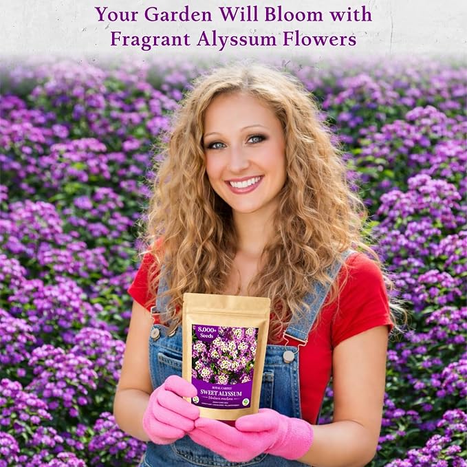 8000+ Purple Sweet Alyssum Seeds for Planting - Royal Carpet Alyssum Flower Seeds, Fragrant Ground Cover for Outdoor Gardens, Borders, Containers & Rock Gardens, Attracts Bees & Butterflies
