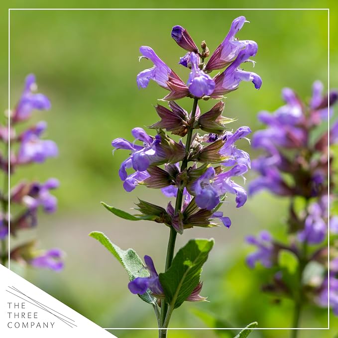 Live Herb - Sage (4 Per Pack), Aromatic and Health Enhancer, Supports Memory and Brain Health, 8" Tall by 4" Wide in 1 Pint Pot
