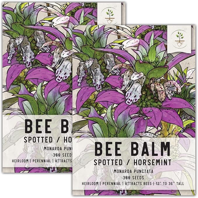 Seed Needs Spotted Bee Balm Seeds to Plant Horsemint Flowers/Herbs 2 Packs