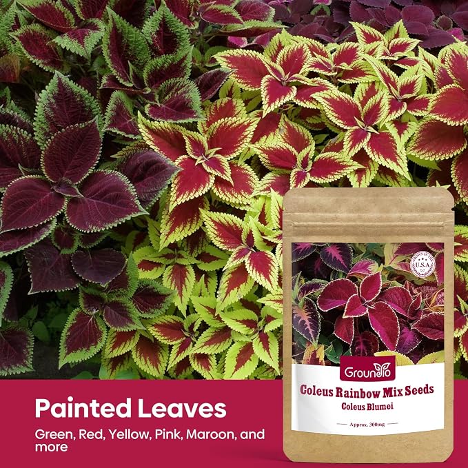 Groundio Coleus Rainbow Mix Seeds for Planting – Coleus Colorful Flower Seeds, Non-GMO Heirloom Seeds for Outdoor & Indoor Garden, Containers, Borders, Patios (Coleus scutellarioides)