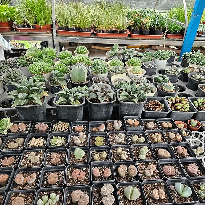 BTPLASTIK Small Plant Pots 3.5 Inch, 120 Pcs Nursery Pots with Drainage Holes, Durable Plastic Succulents Pots for Seedlings, Cuttings (Black)