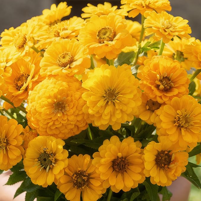 Seed Needs Zinnia Seeds Canary Yellow Fast Blooming 5,000 Seeds Bulk Pack