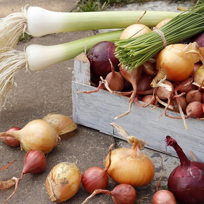 Mixed Onion Assortment 8 oz - Red, White & Yellow Onion Bulbs | Onion Sets, Non-GMO Zones 3-10