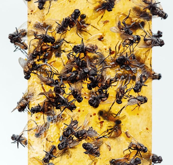 Gideal 2-Pack Yellow Sticky Fly Traps Pest Control for Indoor/Outdoor Use, Gnat Trap for Flying Plant Insect